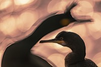 Bird Photographer of the Year 2020