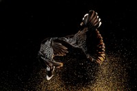 Bird Photographer of the Year 2020