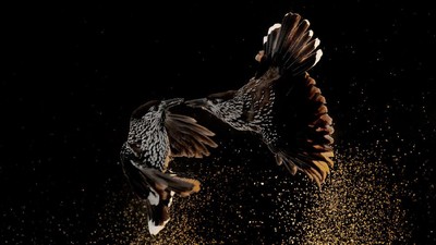 Terpukau Keindahan Jawara Bird Photographer of the Year 2020