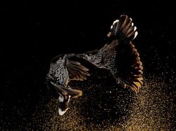 Terpukau Keindahan Jawara Bird Photographer of the Year 2020