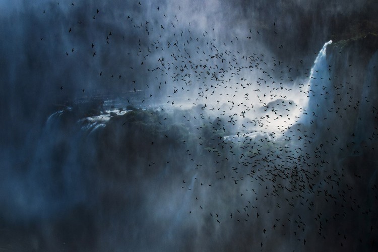 Bird Photographer of the Year 2020 Bird Photographer of the Year 2020