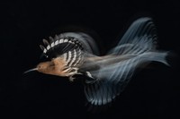Bird Photographer of the Year 2020