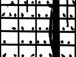 Terpukau Keindahan Jawara Bird Photographer of the Year 2020