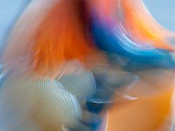 Terpukau Keindahan Jawara Bird Photographer of the Year 2020