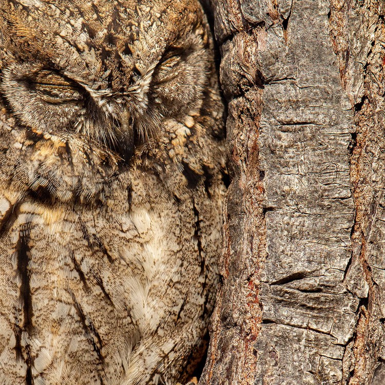 Bird Photographer of the Year 2020