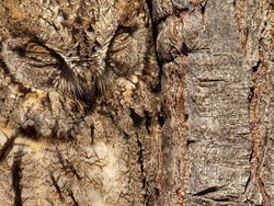 Terpukau Keindahan Jawara Bird Photographer of the Year 2020