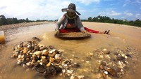 Warga mendulang bijih emas secara tradisional di pertemuan arus Sungai Batang Asai dan Sungai Batang Tembesi, Sarolangun, Jambi, Minggu (30/8/2020).