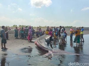 Hiu Tutul Sepanjang 10 Meter Mati Terdampar di Pantai Jember