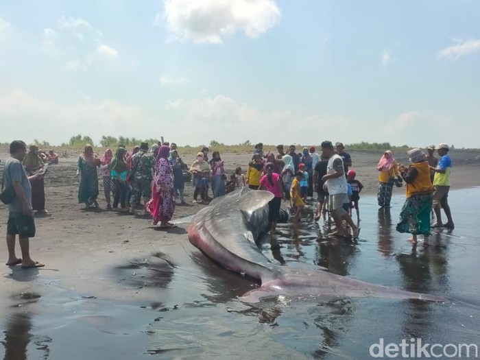 Seekor hiu tutul mati terdampar di pantai Desa Paseban, Kecamatan Kencong. Hiu itu panjangnya sekitar 10 meter dengan berat perkiraan lebih dari 1,5 ton.