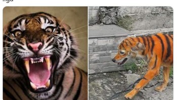 Liverpool tak segarang musim sebelumnya jadi bahan meme netizen. Foto: Istimewa