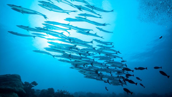 Bawah laut Raja Ampat