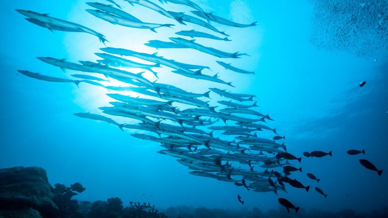 Bawah laut Raja Ampat Bawah laut Raja Ampat