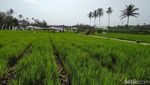 Ini Sawah Keren yang Dipuji Ganjar Pranowo