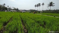 Sekalipun baru dimulai buka bulan ini, tiap harinya ramai dikunjungi wisatawan. Pengunjung yang berdatangan dari mana-mana tersebut mengetahui keberadaan keindahan pemandangan persawahan ini dari media sosial.