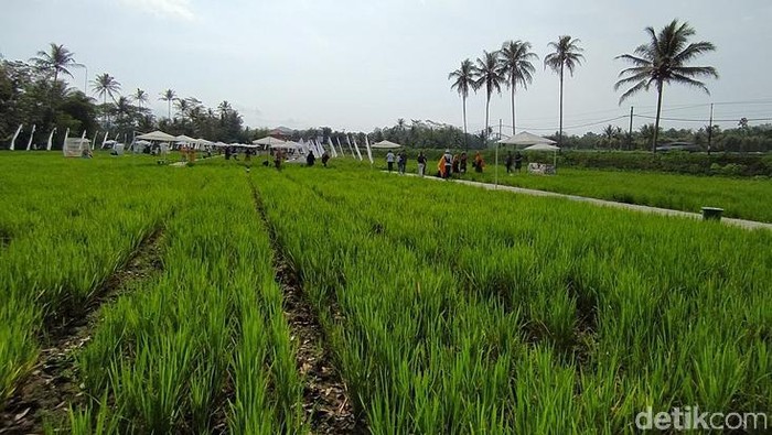 Destinasi wisata SvargaBumi Borobudur tengah menarik perhatian publik. Di sana wisatawan disuguhi pemandangan sawah serta pegunungan Menoreh dan Candi Borobudur