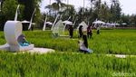 Ini Sawah Keren yang Dipuji Ganjar Pranowo