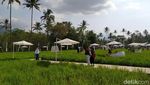 Ini Sawah Keren yang Dipuji Ganjar Pranowo