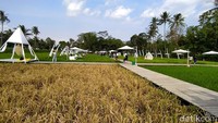 Destinasi wisata SvargaBumi Borobudur tengah hits di kalangan wisatawan. Di sana wisatawan disuguhi dengan persawahan, spot selfie, pemandangan pegunungan Menoreh dan Candi Borobudur.