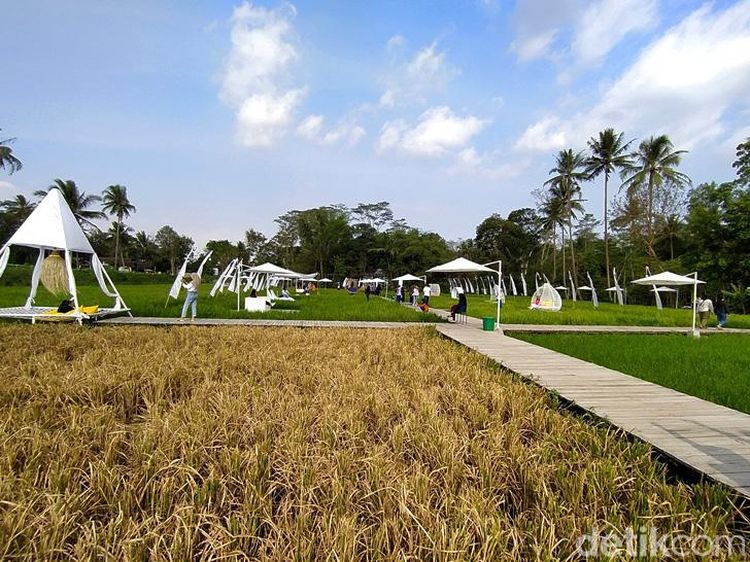 Ini Sawah Keren yang Dipuji Ganjar Pranowo