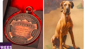 Anjing yang mematikan bom dengan cara dikencingi. Juliana adalah pahlawan kita semua! Foto: weird_hist via Bored Panda