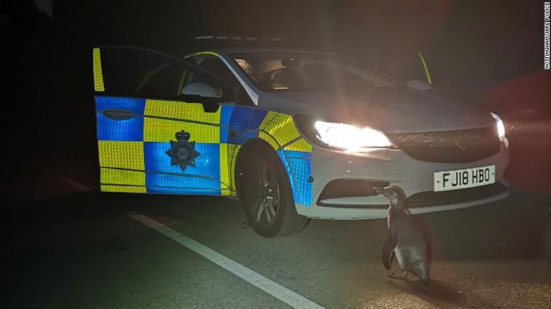 Penguin Humboldt ditemukan polisi