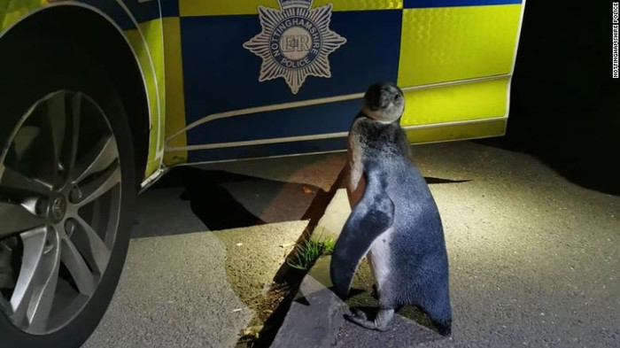 Penguin Humboldt ditemukan polisi