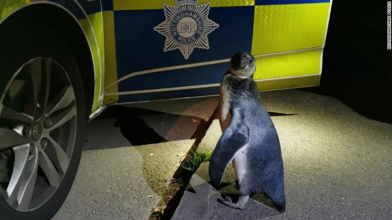 Penguin Humboldt ditemukan polisi Penguin Humboldt ditemukan polisi
