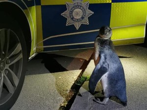 Penguin Jalan-jalan di Pedesaan, Eh Ketemu Polisi
