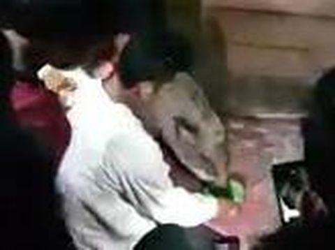 Screenshot viral babi hutan jadi jinak ikut warga pulang di Sumsel (dok. Istimewa)