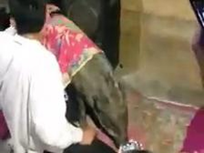 Screenshot viral babi hutan jadi jinak ikut warga pulang di Sumsel (dok. Istimewa)