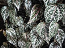 Rebusan Daun Apa untuk Menghilangkan Nyeri Sendi agar Rasa Sakitnya Terobati?