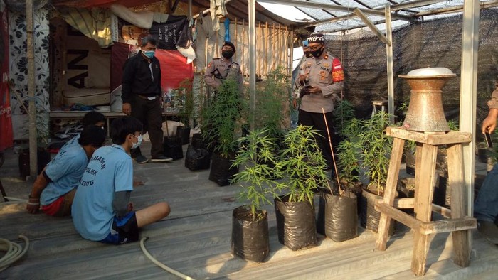 Tanam Ganja di Lantai 2 Rumah, Pria di Tangerang Ditangkap Polisi