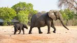 Ini Biang Kerok yang Bikin Ratusan Gajah di Afrika Mati