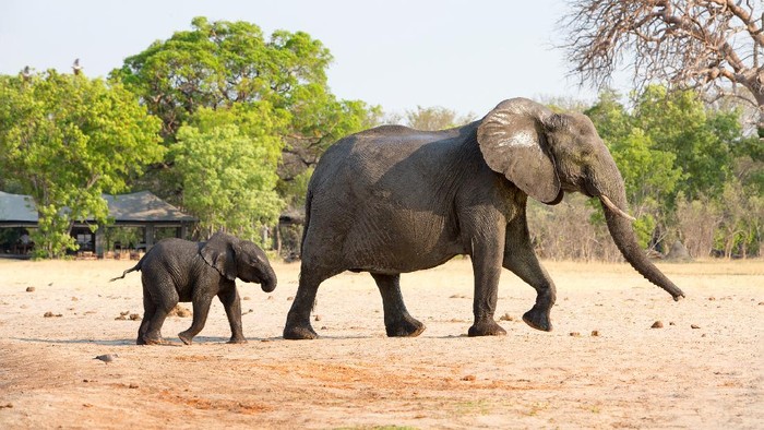 gajah di Taman Nasional Hwange, Zimbabwe