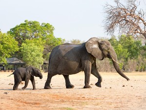 Taman Gajah Ini Tawarkan Wisata Virtual untuk Dapat Cuan