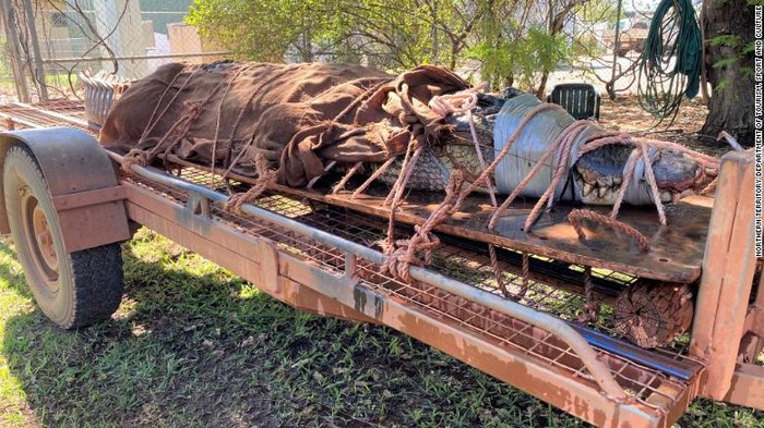 Wildlife rangers caught the biggest crocodile in years in the Flora River Nature Park in Australias Northern Territory. (Northern Territory Department of Tourism, Sport, and Culture via CNN)