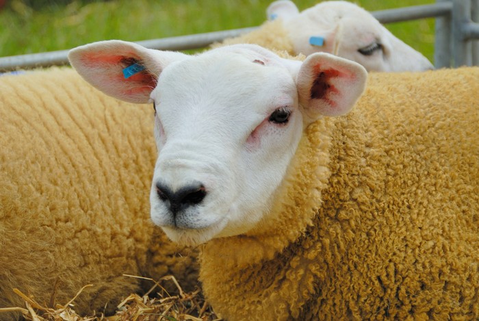 Texel sheep ready for a show