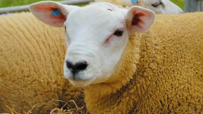 Texel sheep ready for a show