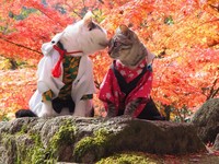 fotoinet kucing gemas anime
