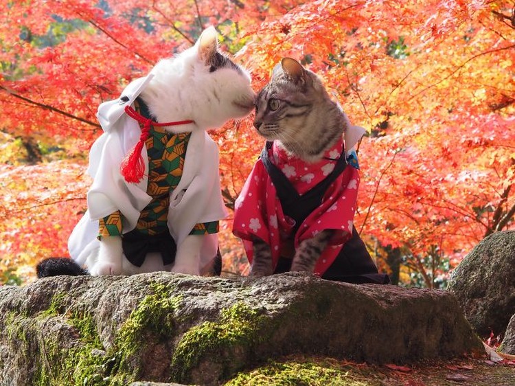 fotoinet kucing gemas anime fotoinet kucing gemas anime