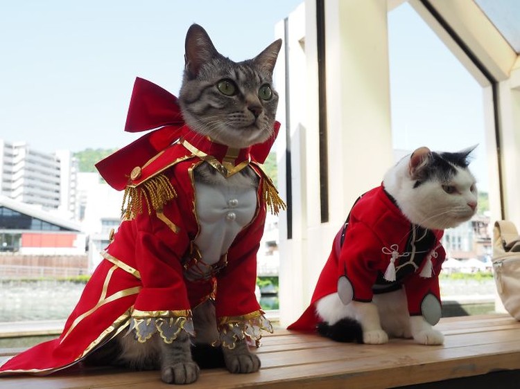 fotoinet kucing gemas anime