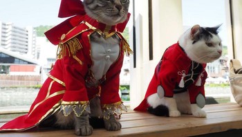 Faktanya kostum-kostum yang ini dirancang ringan dan nyaman dgunakan oleh si kucing. Foto: Twitter/YagyouNEKO