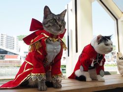 Gemasnya Si Kucing Berpakaian Cosplay Karakter Anime