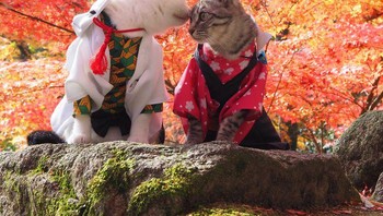 Kucing ini didandani dengan pakaian dari beragam karakter yang terinspirasi dari berbagai kartun anime. Foto: Twitter/YagyouNEKO