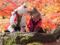 Gemasnya Si Kucing Berpakaian Cosplay Karakter Anime