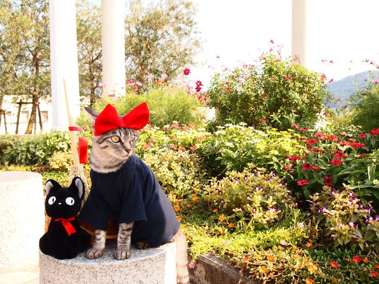 fotoinet kucing gemas anime fotoinet kucing gemas anime