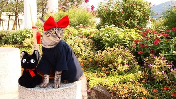 Yang ini kucingnya memakai cosplay Kikis Delivery Service. Foto: Twitter/YagyouNEKO