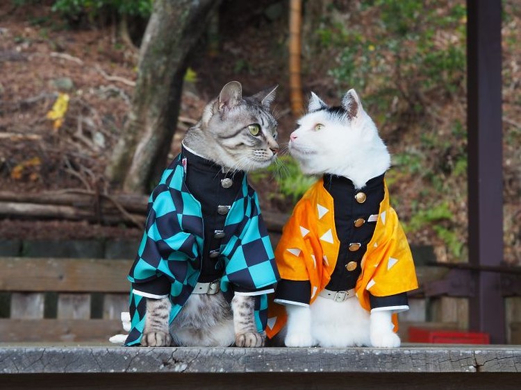 fotoinet kucing gemas anime fotoinet kucing gemas anime