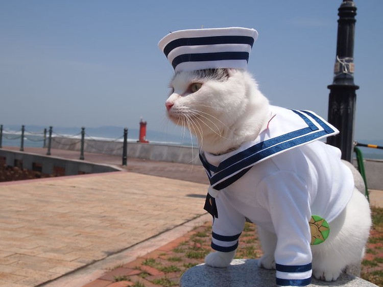 fotoinet kucing gemas anime fotoinet kucing gemas anime