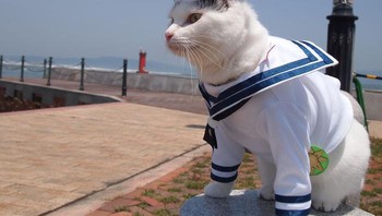 Kedua kucing in juga pintar berpose depan kamera bak model. Foto: Twitter/YagyouNEKO